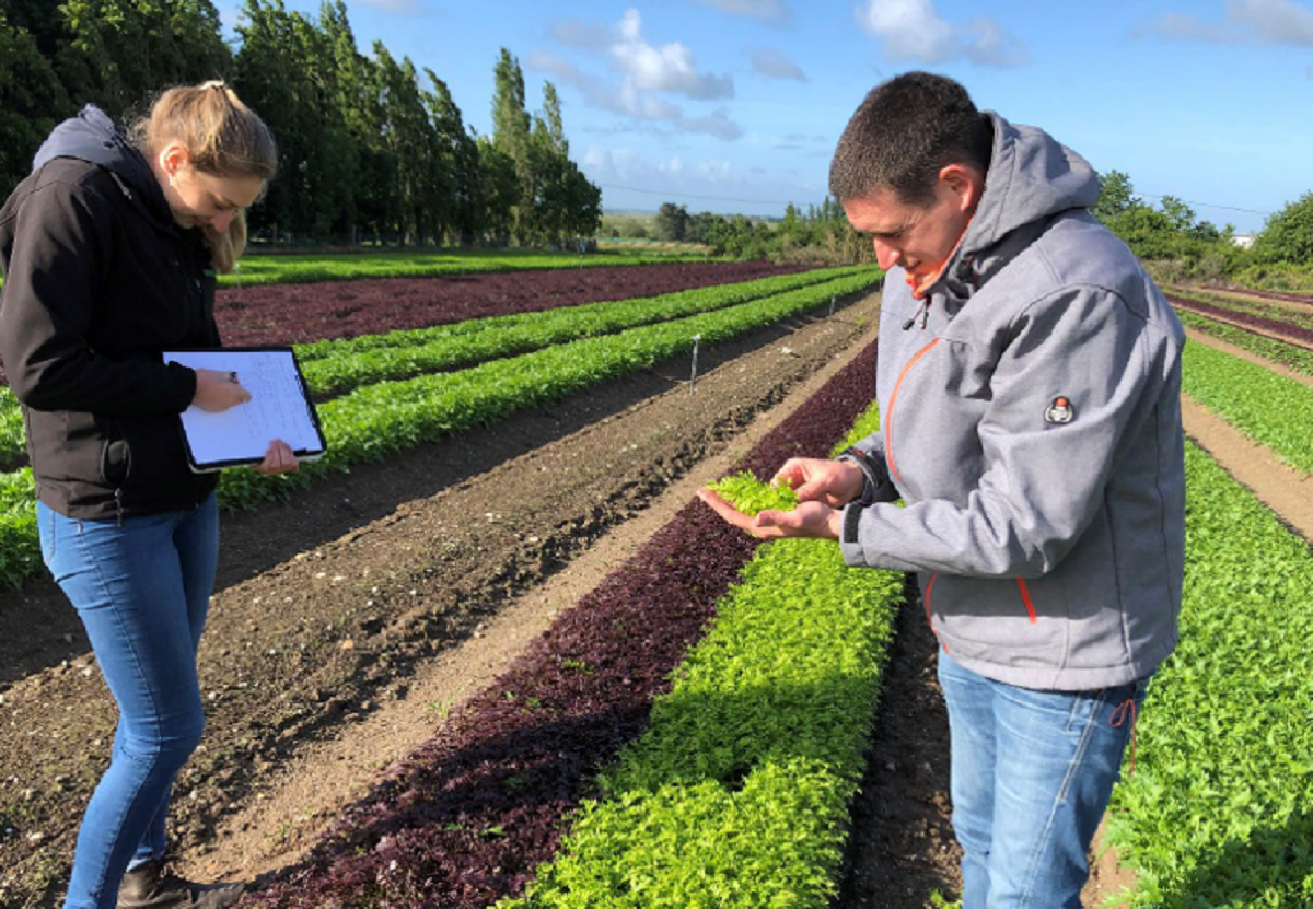 Salad Bar of young shoots grown in a single cycle - Vimarsana News