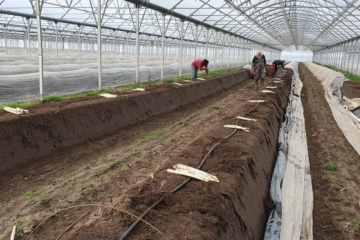 "Our asparagus is particularly sweet this year" - Vimarsana News