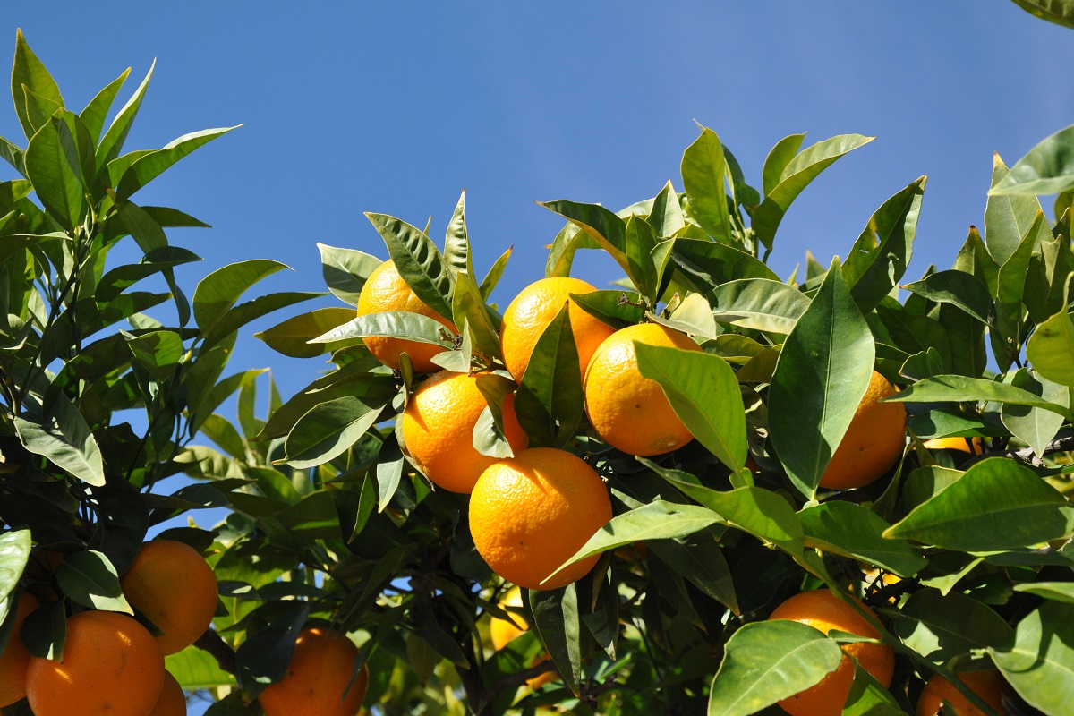 High demand for oranges from Egypt - Vimarsana News