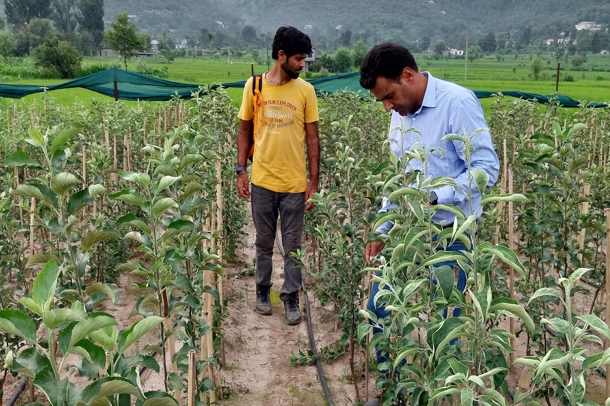 India turns to France to renovate its apple orchards - Vimarsana News