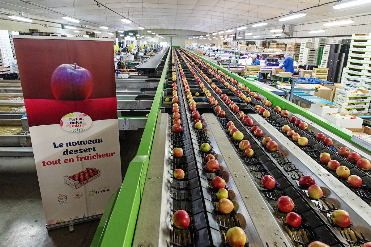 Perlim Dolce Vita apple wants to compete with summer fruit - Vimarsana News
