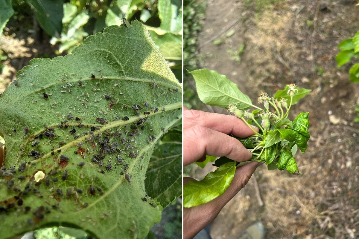 Bladluisplaag zet Franse appel- en perentelers onder druk