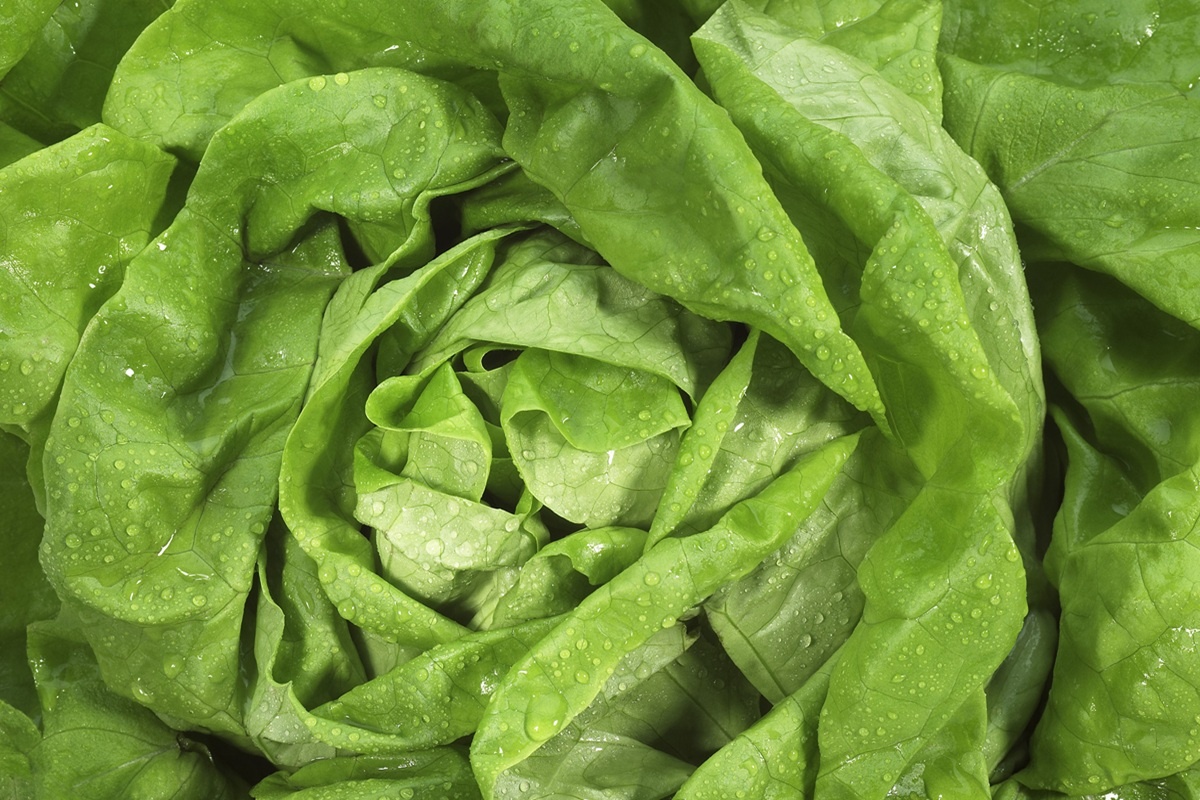 Finding the best settings to measure Chlorophyll in lettuce leaves
