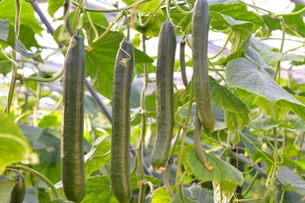 First cucumber variety highly resistant to ToLCNDV