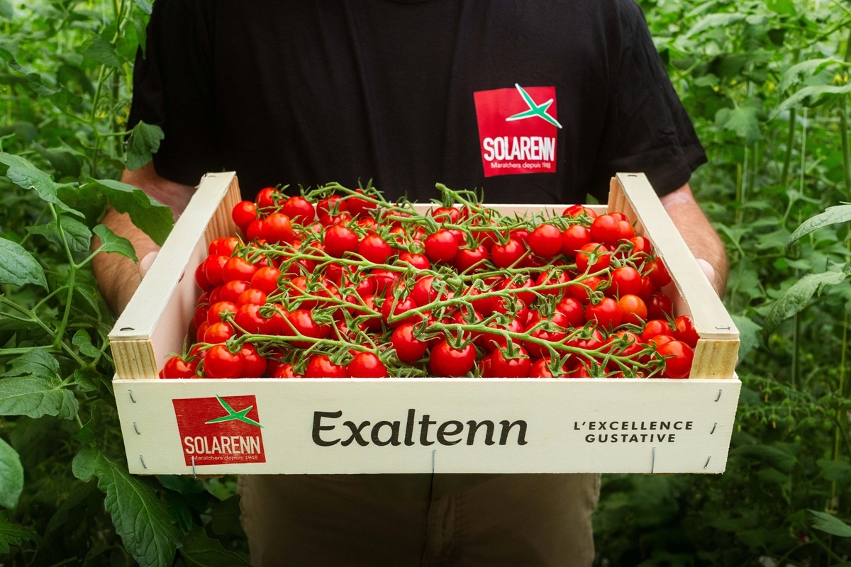 The tomato market has regained momentum in the last 2 weeks