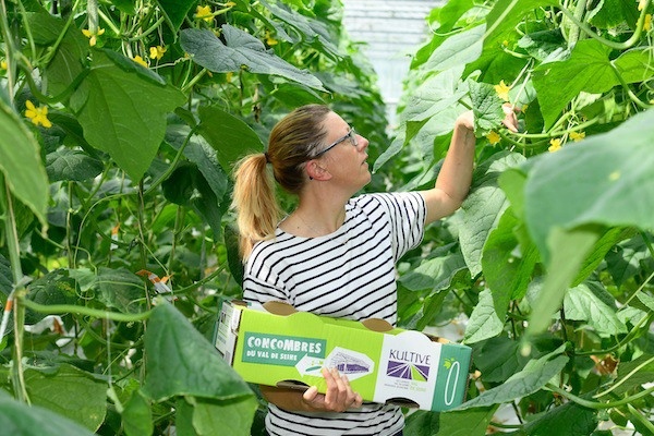 "Cucumber volumes should pick up in mid-August"