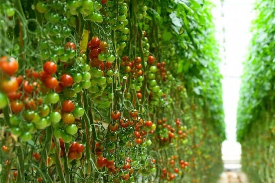 "French tomato stocks are piling up and sales are stagnating"
