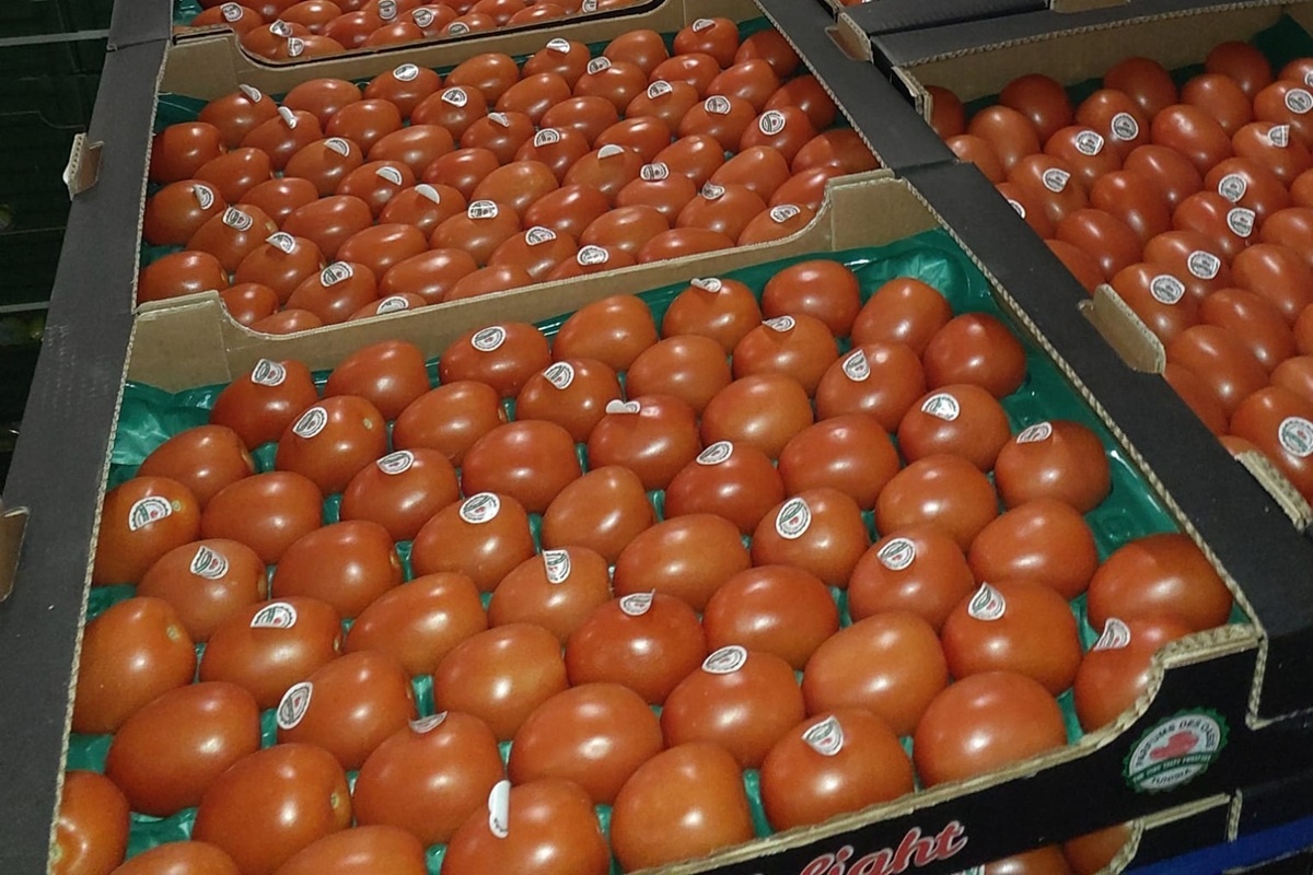 Geothermisch geteelde pruimtomaten uit Tunesië winnen terrein in nichemarkten