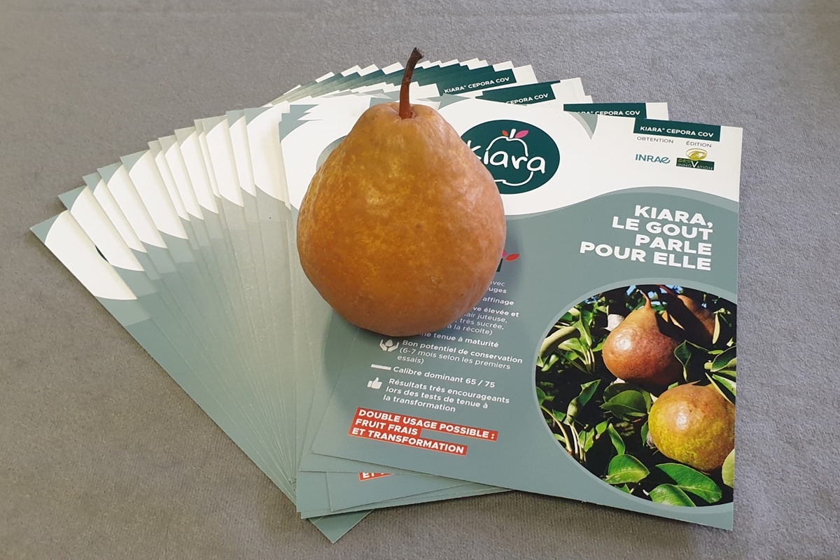 Kiara zet de deur open voor onafhankelijke telers in Nederland en België