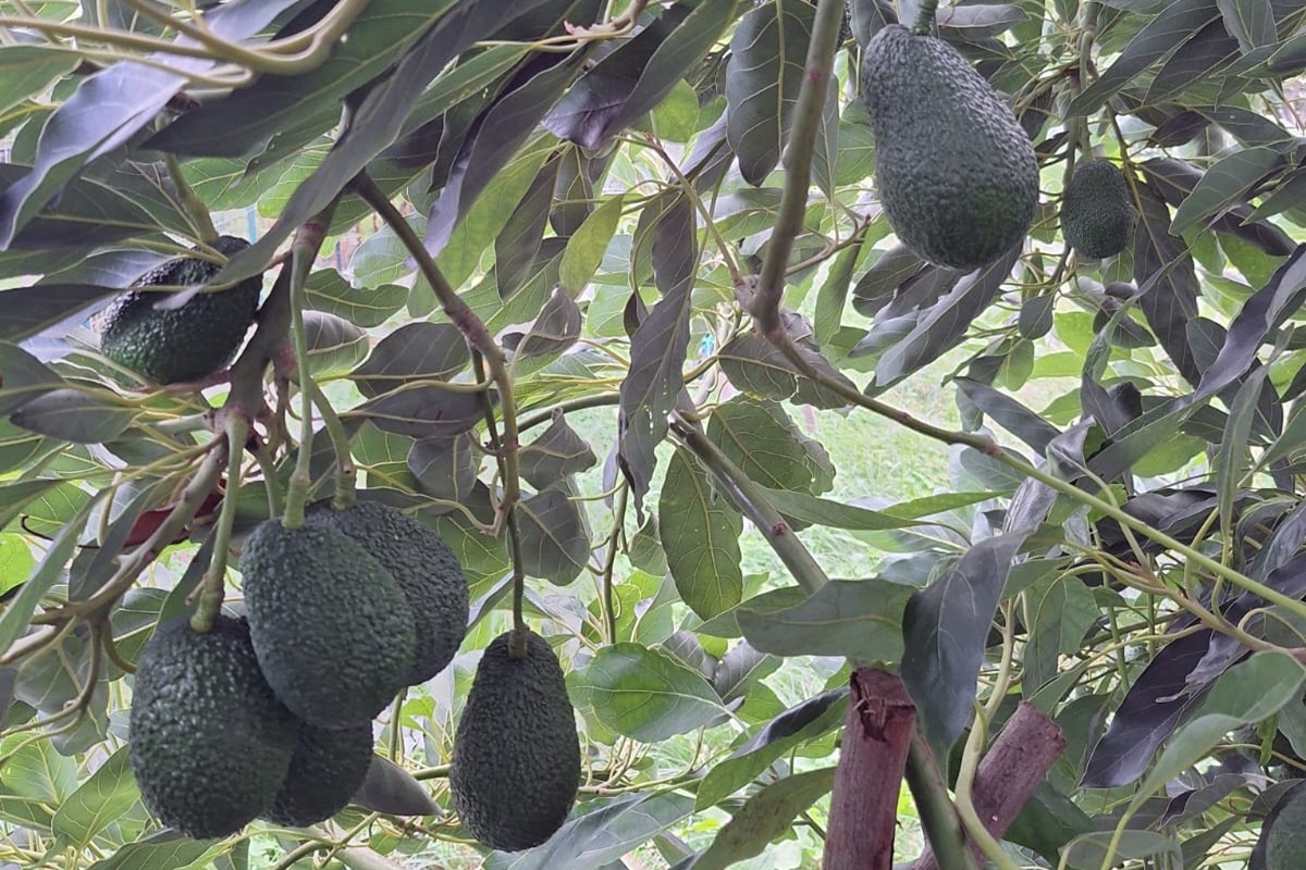 Van citrus en druiven naar mango's en avocado's op Sicilië