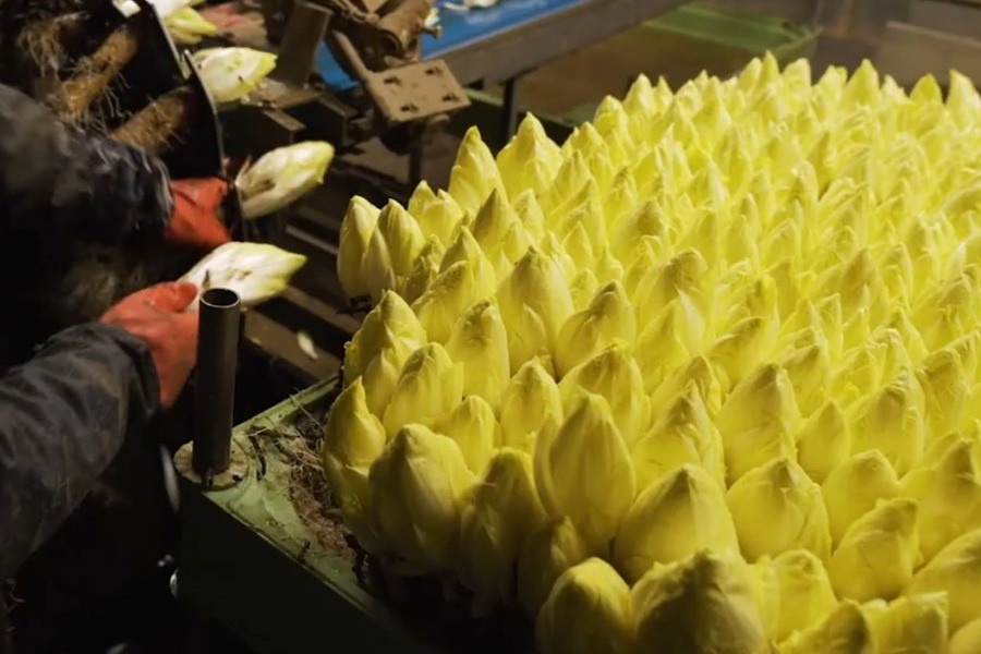 Stabiele teelt, stijgende vraag en slimme promotie voor Franse witlof