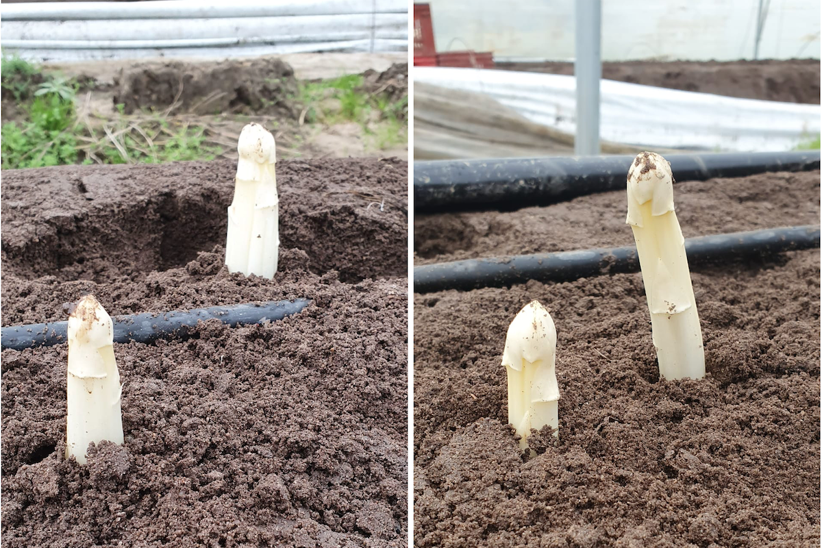 Eerste Franse asperges beschikbaar