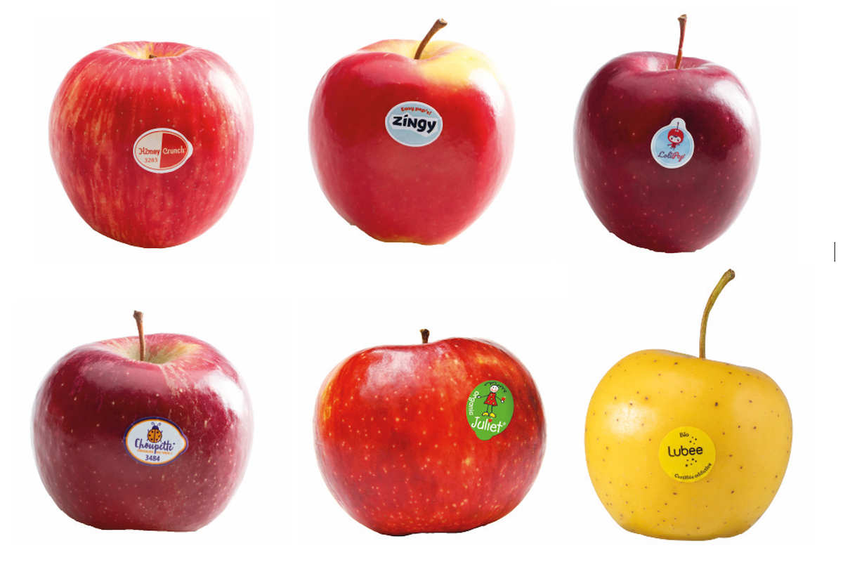 Franse clubrassen moeten identiteit terugbrengen in appelschap