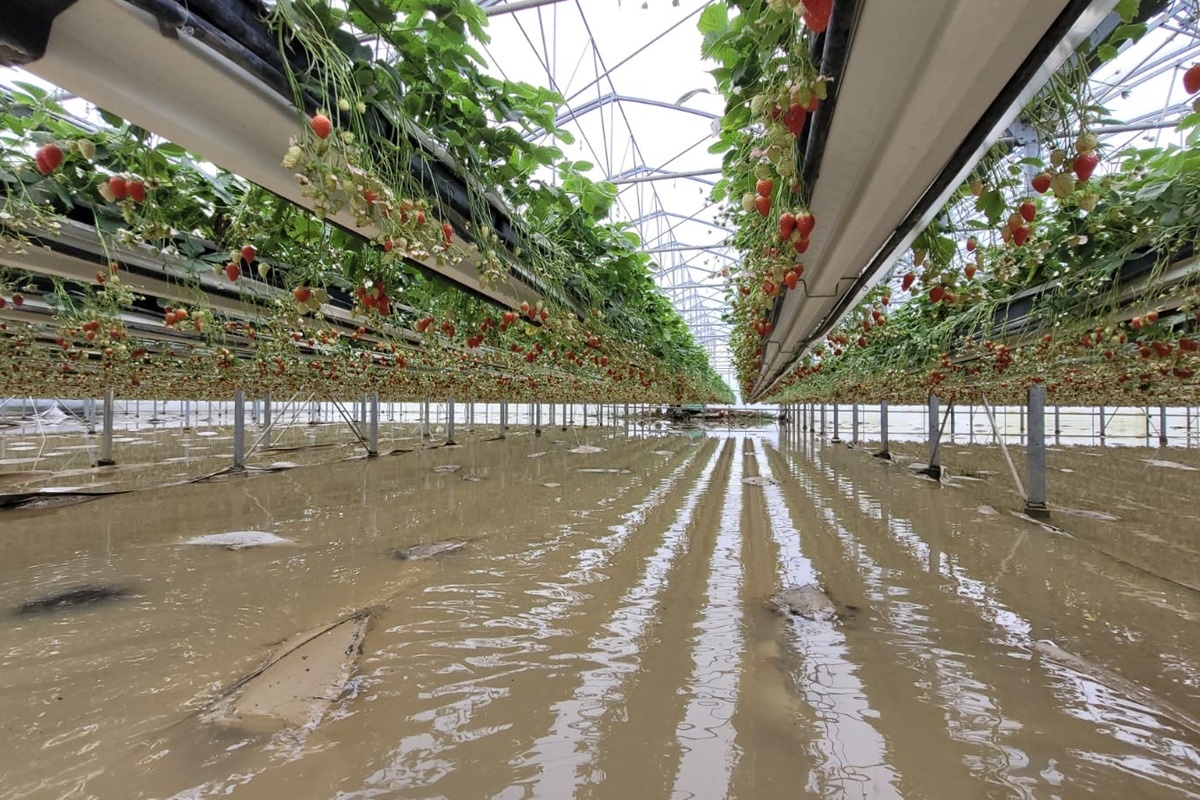 Aardbeienteelt in Lot-et-Garonne zwaar getroffen door storm Nils