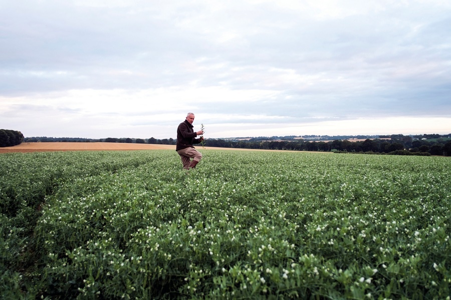 Franse industriegroententelers slaan alarm: “Prijsdruk duwt ons richting de uitgang”