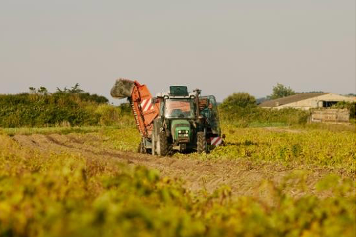 Seizoen Noirmoutier primeuraardappelen van start