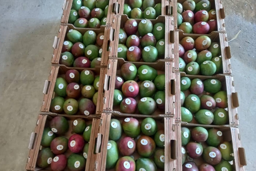 Ожидается хороший урожай манго в сезоне 2026 года