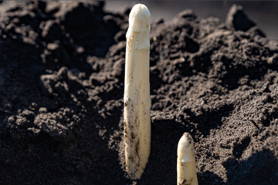 Franse aspergeseizoen draait bij: volumes en kwaliteit op peil voor Pasen