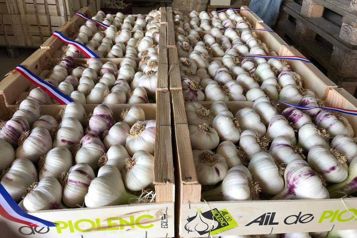 Knoflook van Piolenc speelt sleutelrol bij verlenging Franse knoflookseizoen
