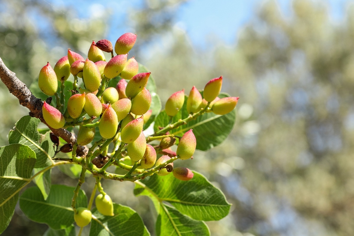 Марокко развивает производство фисташек на фоне растущего спроса