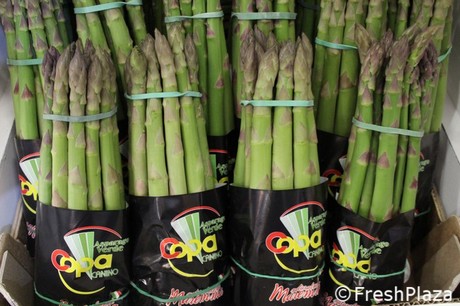 COPA Canino: Organic green asparagus available from February to June
