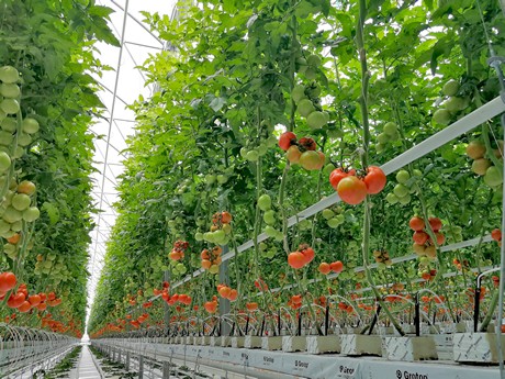 Armenia Growing Tomatoes At 1800 Meter Above Sea Level,Tequila Drinks Brands