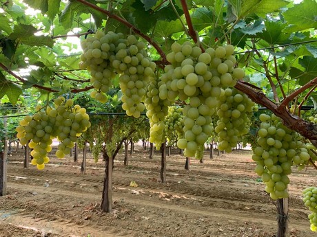 Prices of Italia grapes should pick up around mid September