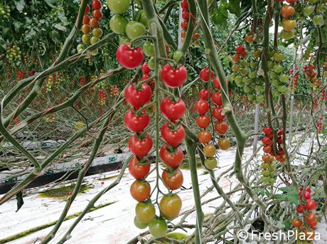 Sicilian tomatoes find their place in Europe