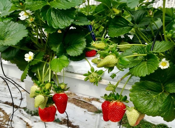 scarica tappeto di fragole da