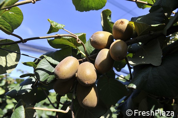 g3黄金猕猴桃即将开始收获