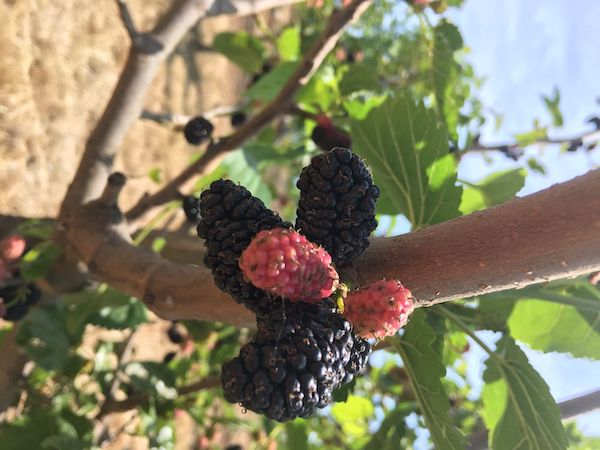 Pianta o Albero di Gelso o Gelsi variet/à Gelso Rosso 2 anni di vita