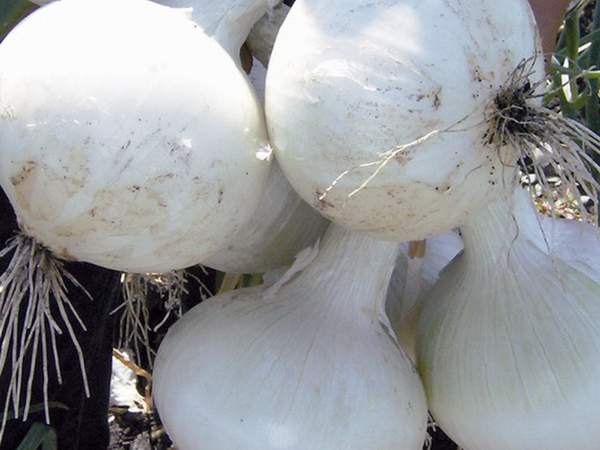 Cipolle Invernali Semi Di Cipolla Echo F1 Di Dürr Samen Circa 250 - Foto 9