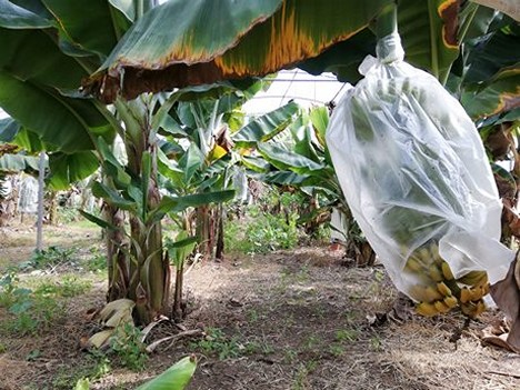 Non tutti sanno che le banane si coltivano anche in Sicilia