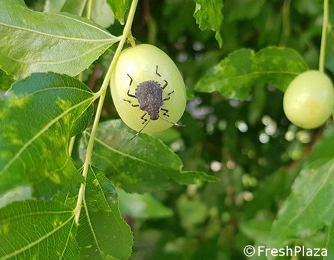 Italia: autorizzata l'estensione di un insetticida contro la cimice asiatica