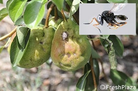 Cimice asiatica in Italia: il ruolo del Centro Agricoltura Ambiente