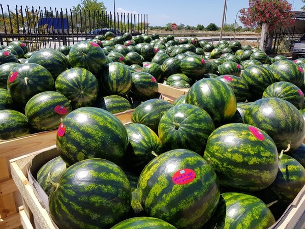 Greek Watermelon Season Affected By Weather