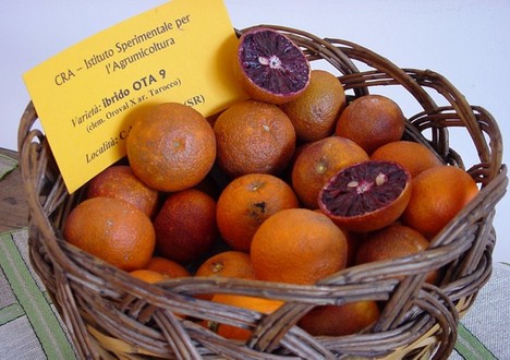 The research center CREA is testing new varieties to obtain red pulp mandarins - Vimarsana News