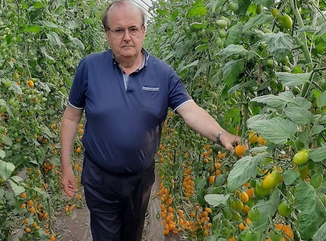 More tomatoes planted for processing market in Italy - Vimarsana News