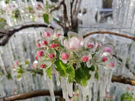Alarm for apple and cherry trees in Trentino - Vimarsana News