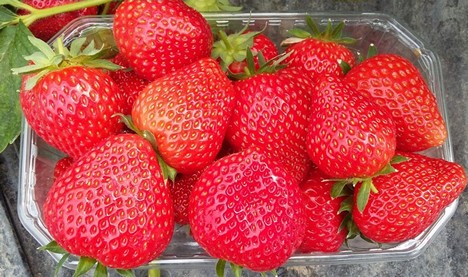 A new aromatic strawberry variety in Italy - FreshPlaza.com