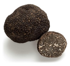 Chilean Truffles Growing Production Gain Access In The International Market