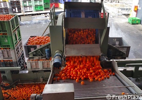Paradosso nell'innovazione agrumicola in Italia: manca la norma per poter  commercializzare il succo dei frutti ibridi