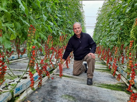 Tomato 'Little Sicily' - Peace Tree Farm