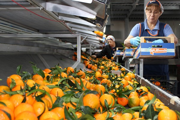 Clementines: 5 reasons to buy and a warning - FOODCoach