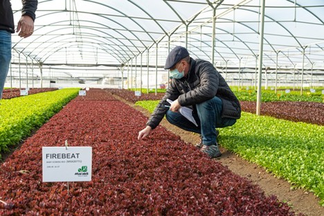 Over one hundred varieties on display at Field Day Baby Leaf (Dec. 12-17)