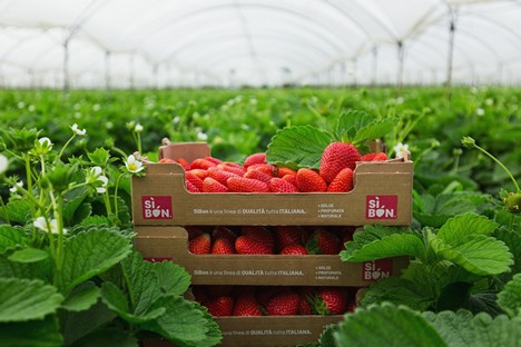 This year's goal is to produce ten thousand tons of strawberries - Vimarsana News