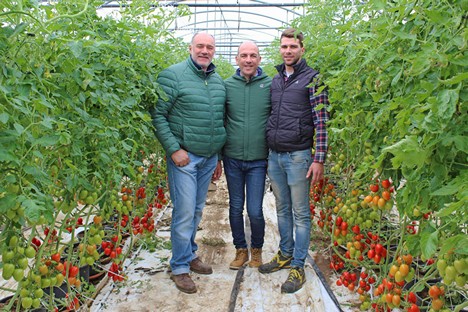 High tolerance to ToBRFV is essential for tomatoes - Vimarsana News