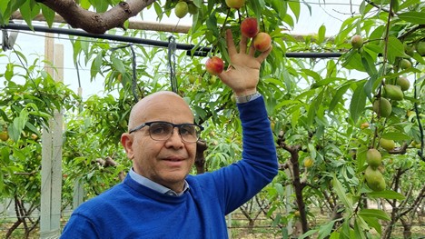 The Sicilian organic stone fruit season has started - Vimarsana News