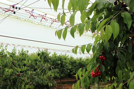 The limits of a plastic covering in a weak supply chain - Vimarsana News