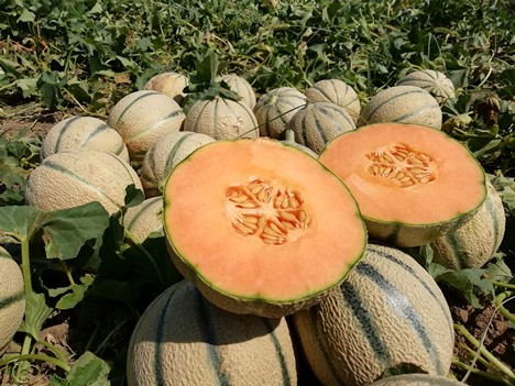 Melon consumption increasing despite insufficient volumes - Vimarsana News